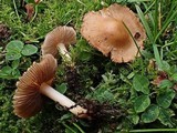 Inocybe fuscidula image