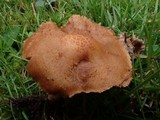 Inocybe fuscidula image
