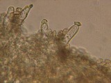 Inocybe fuscidula image