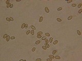 Inocybe fuscidula image