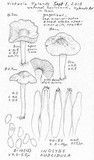 Inocybe fuscidula image
