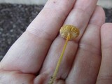 Mycena crocea image
