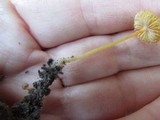 Mycena crocea image