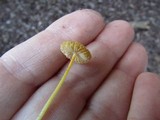 Mycena crocea image