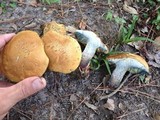 Boletus luridellus image
