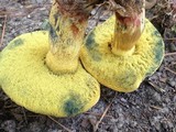 Boletus luridellus image