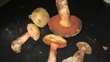 Boletus rhodosanguineus image