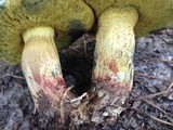 Boletus luridellus image