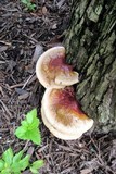 Ganoderma sessile image