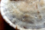 Ganoderma sessile image