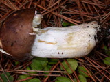 Russula graveolens image