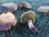 Boletus luridellus image