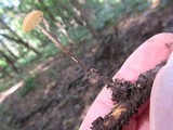 Rhizomarasmius pyrrhocephalus image