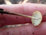 Rhizomarasmius pyrrhocephalus image