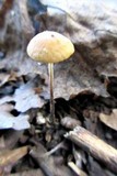 Rhizomarasmius pyrrhocephalus image