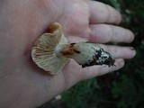 Cortinarius vibratilis image