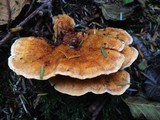 Pycnoporellus fulgens image