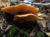 Pycnoporellus fulgens image