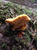 Pycnoporellus fulgens image