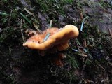 Pycnoporellus fulgens image
