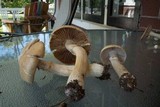 Cortinarius caperatus image