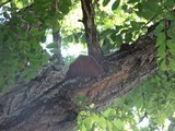Phellinus robiniae image