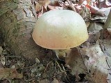 Boletus pallidus image