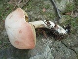 Boletus pallidus image