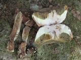 Boletus pallidus image