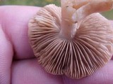 Hebeloma sacchariolens image
