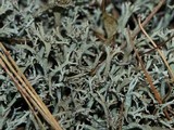 Cladonia furcata image
