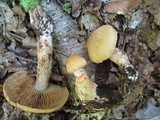 Cortinarius armillatus image