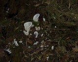 Pleurocybella porrigens image