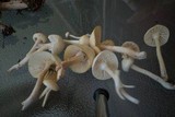 Cuphophyllus borealis image