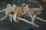 Cuphophyllus borealis image