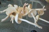 Cuphophyllus borealis image