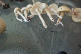 Cuphophyllus borealis image