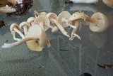 Cuphophyllus borealis image