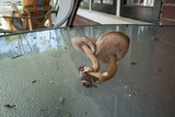 Tylopilus felleus image