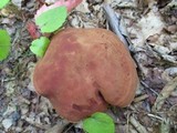 Phylloporus leucomycelinus image