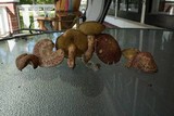 Suillus spraguei image