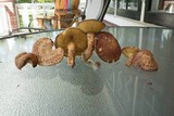 Suillus spraguei image