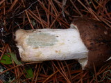 Russula graveolens image