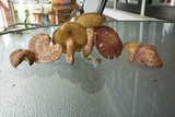 Suillus spraguei image