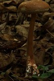 Austroboletus gracilis image