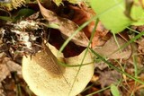 Leccinum longicurvipes image