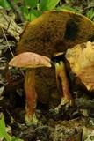 Boletus sensibilis image