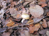 Boletus variipes image