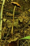 Leratiomyces squamosus var. thraustus image