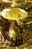 Leccinum snellii image